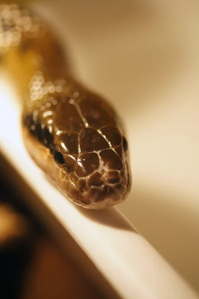 Snake in terrarium — Stock Photo, Image