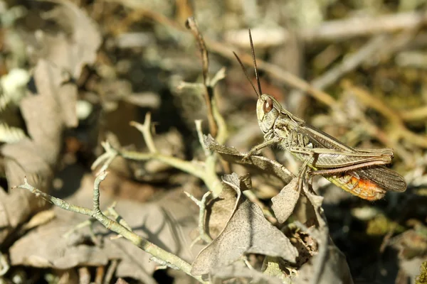 Detailní záběr kobylky — Stock fotografie