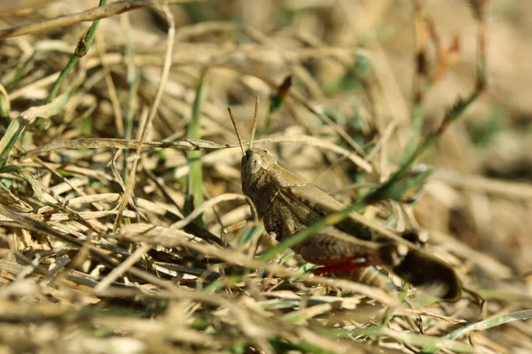 Close-up shot of a grasshopper — Stock Photo, Image