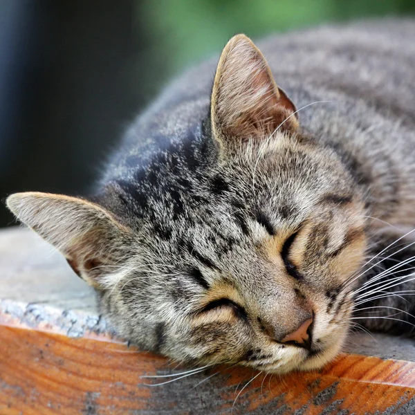 stock image Sleeping cat portrait