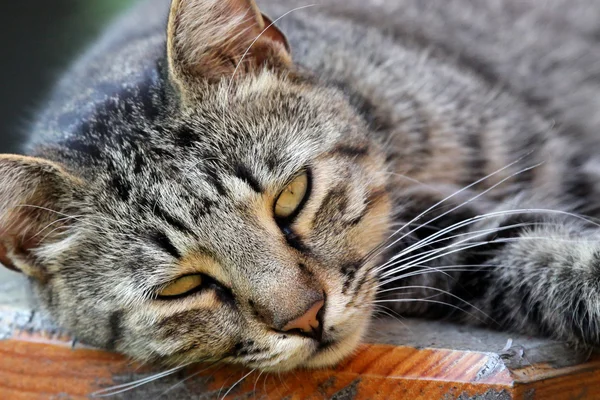 stock image Cat portrait