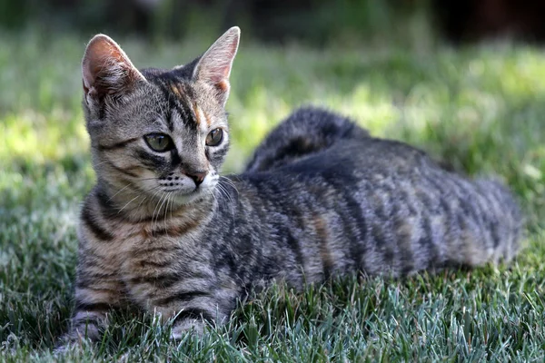 Çimlerdeki genç kedi — Stok fotoğraf