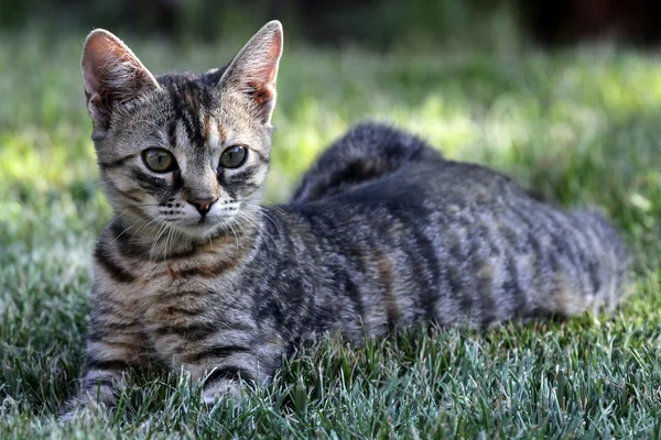 Young cat in the grass — Stock Photo, Image