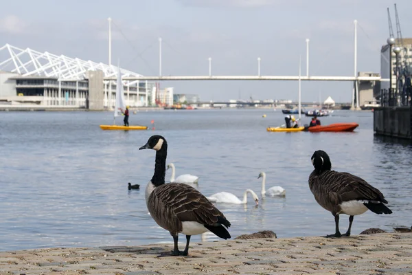 Swans and wild geese — Stock Photo, Image