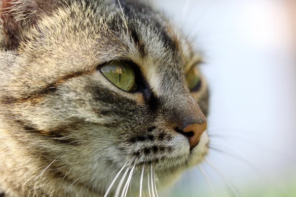 stock image Cat portrait