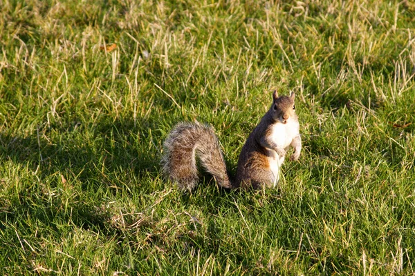 O veveriță drăguță — Fotografie, imagine de stoc