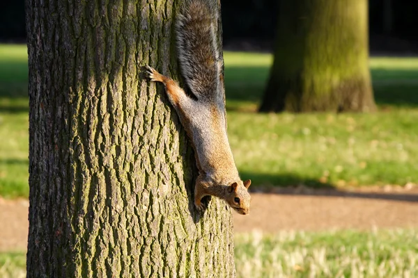 A cute Squirrel — Stock Photo, Image
