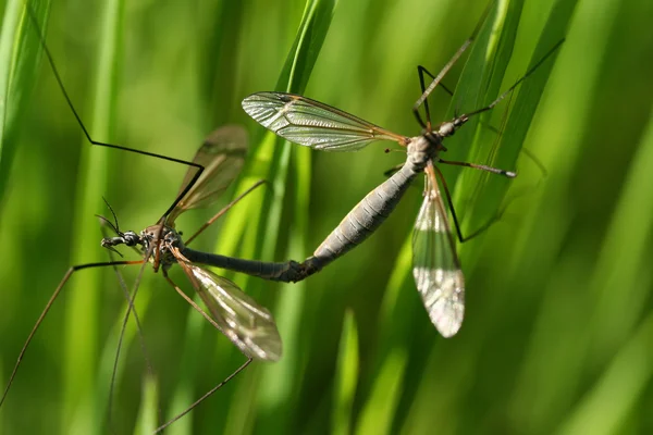 Bugs on a branch of grass — Stock Photo, Image
