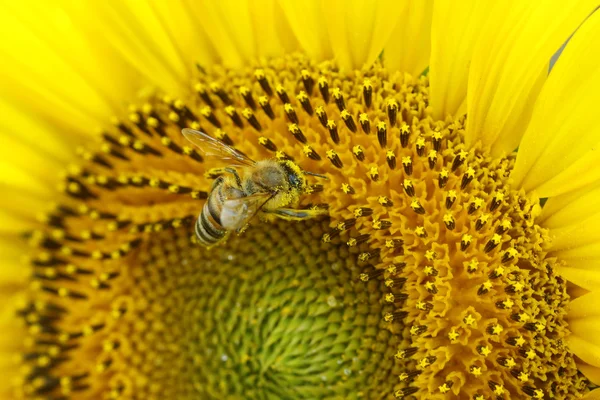 ヒマワリの蜂。クローズ アップ ビュー — ストック写真