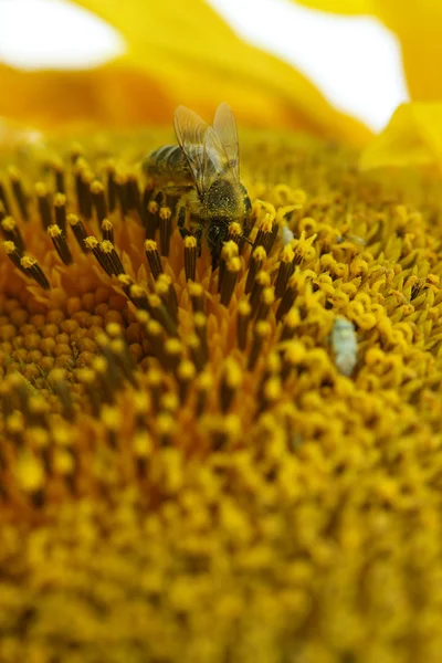 Bee on sunflower. Close-up view — Stock Photo, Image
