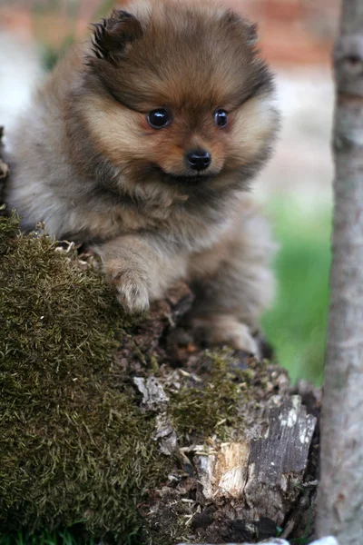 Cute baby dog on a tree — Stock Photo, Image