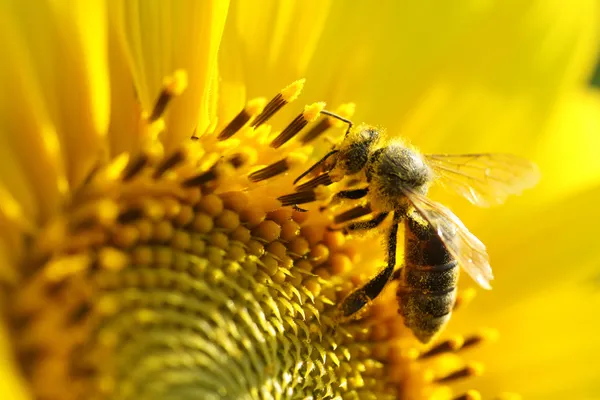 Biene auf Sonnenblume. Nahaufnahme — Stockfoto