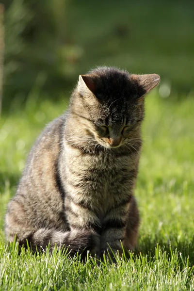 Young cat in the grass — Stock Photo, Image