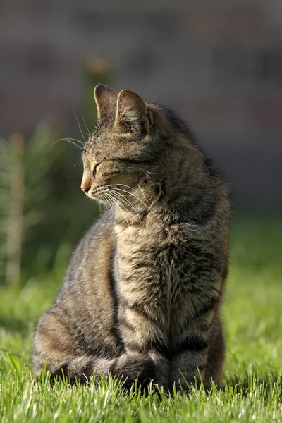 Stock image Young cat in the grass