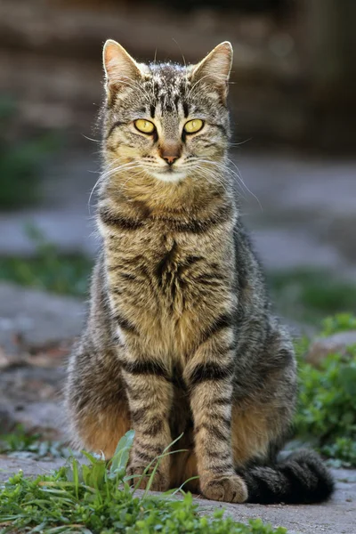 stock image Young cat