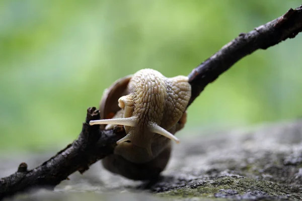 在棍子上的小蜗牛 — 图库照片