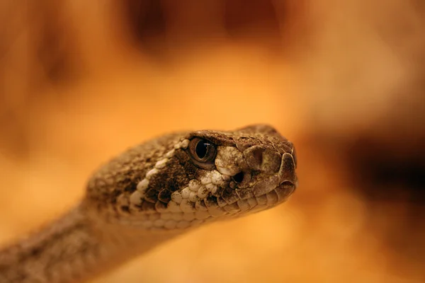 A dangerous snake — Stock Photo, Image