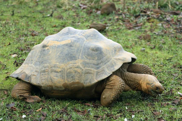 stock image Giant turtle in Zoo