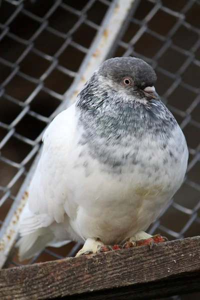 Pigeon Royalty Free Stock Images