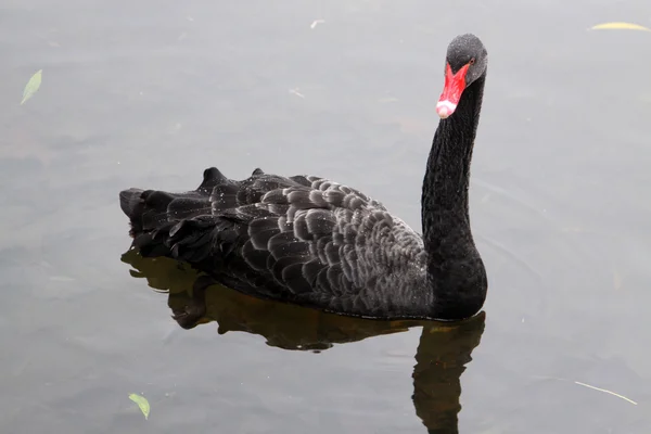 Black swan Royalty Free Stock Photos
