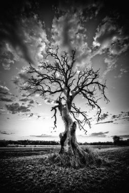 Alone dead tree on country highway in black and white. clipart