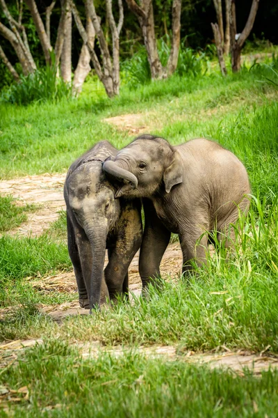 Due piccoli elefanti che giocano nel prato . Immagini Stock Royalty Free