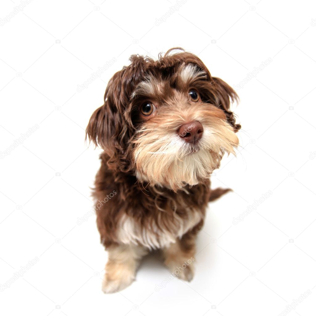 Chocolate brown puppy isolated on white background.