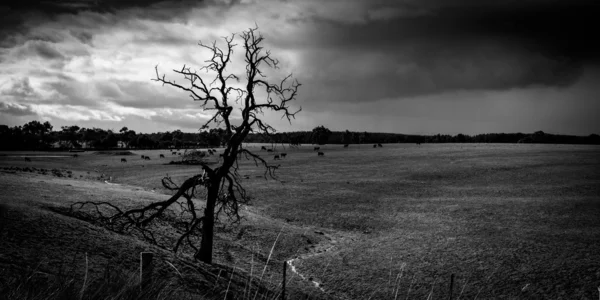 बरसात बादल के साथ ग्रीन घास क्षेत्र में एक मृत पेड़ — स्टॉक फ़ोटो, इमेज