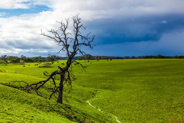Jedno drzewo martwe pole trawa zielony z chmura deszcz — Zdjęcie stockowe