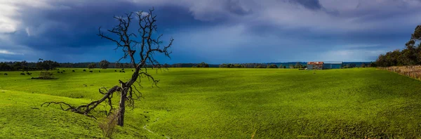 stock image One dead tree in green grass field with rain cloud