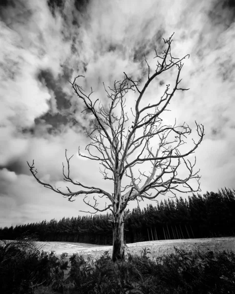 Jeden mrtvý strom v zelené louky s dešťový mrak — Stock fotografie