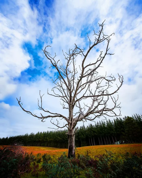 Un árbol muerto en campo de hierba verde con nube de lluvia —  Fotos de Stock