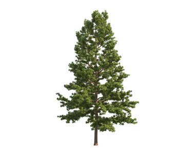 Tree isolated on a white background clipart