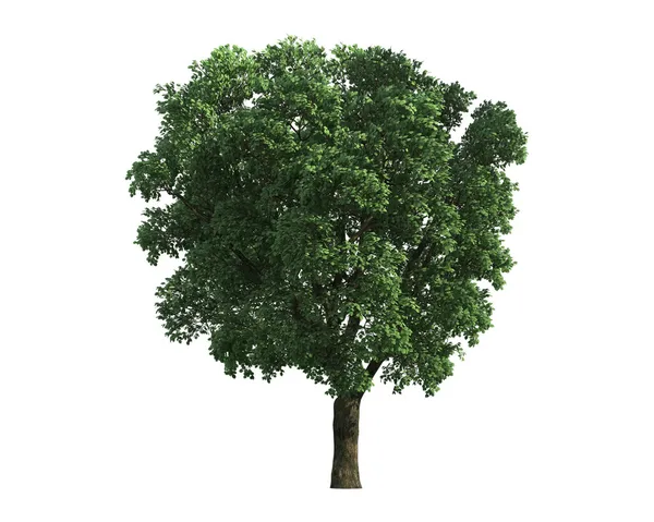 白い背景で隔離のツリー — ストック写真