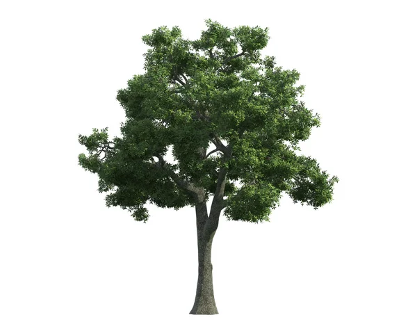 Beyaz bir arka plan üzerinde izole ağaç — Stok fotoğraf