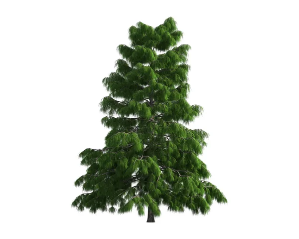 Tree isolated on a white background — Stock Photo, Image