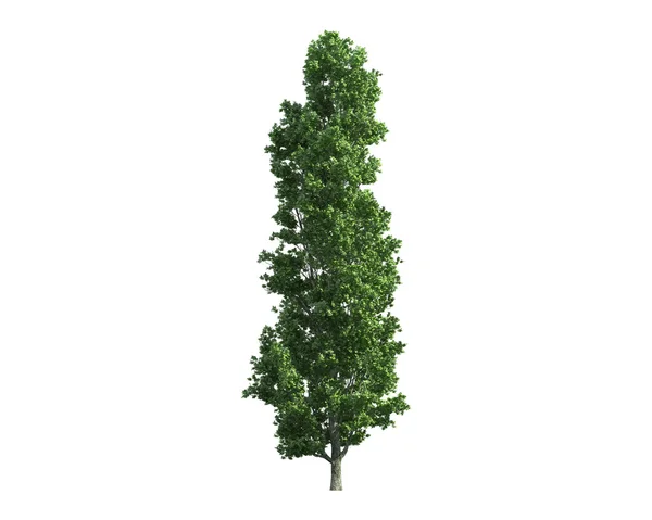 Träd isolerad på en vit bakgrund — Stockfoto