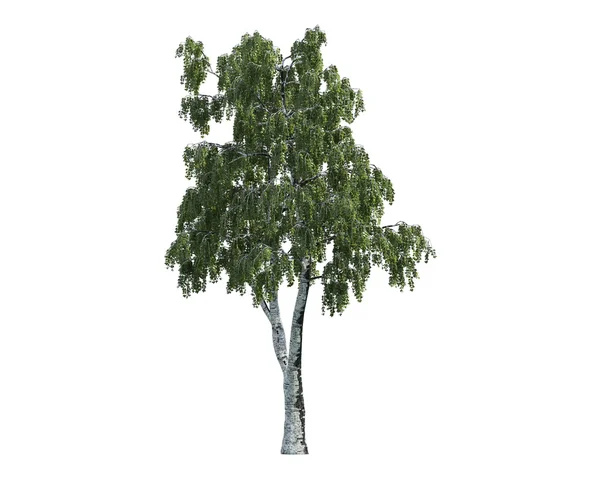 흰색 배경에 고립 된 나무 — 스톡 사진