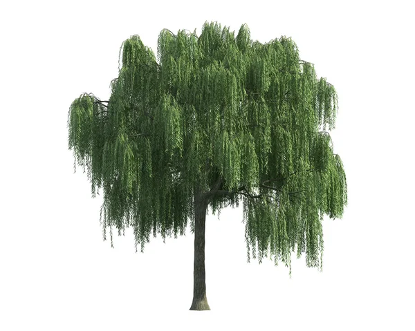 흰색 배경에 고립 된 나무 — 스톡 사진