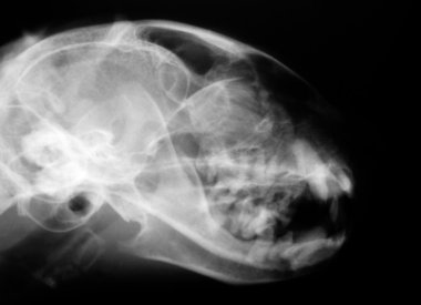 Kedi Xray (baş)