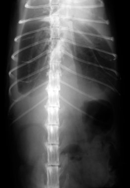 Kedi Xray (Akciğerler)