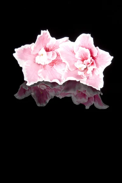 Rosa azalea blommor — Stockfoto