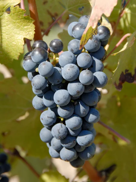 Winogrona cabernet sauvignon — Zdjęcie stockowe