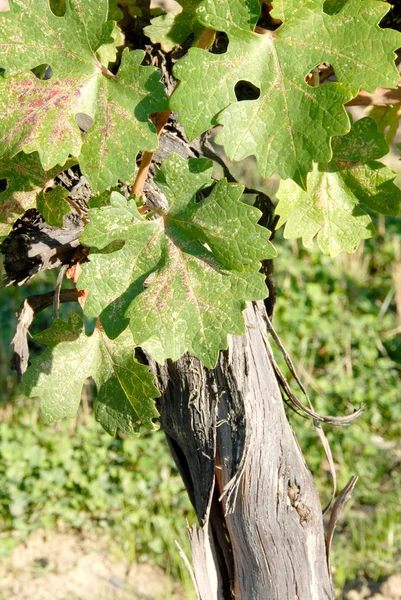 Cabernet Sauvignon szőlő — Stock Fotó