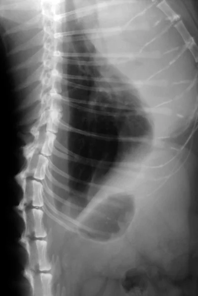 stock image Cat Xray (lungs)