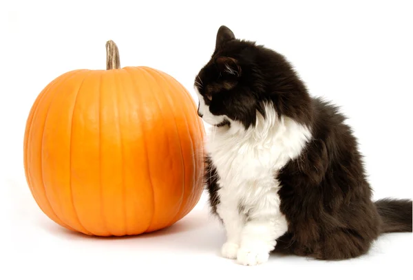 stock image Cat and Pumpkin