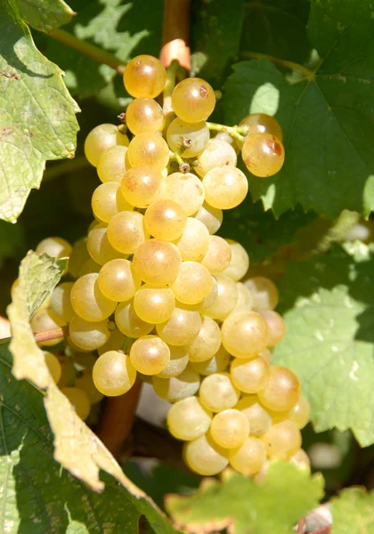 Chardonnay Grapes — Stock Photo, Image