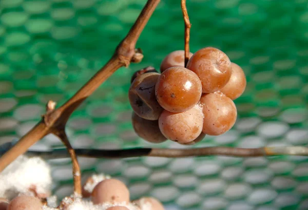 Ice Wine Grapes — Stock Photo, Image