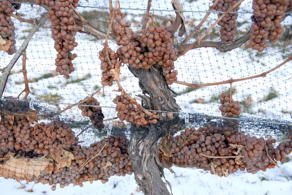 Ice Wine винограду — стокове фото