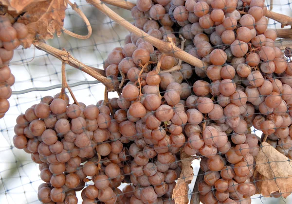 Lodowe wino winogron — Zdjęcie stockowe